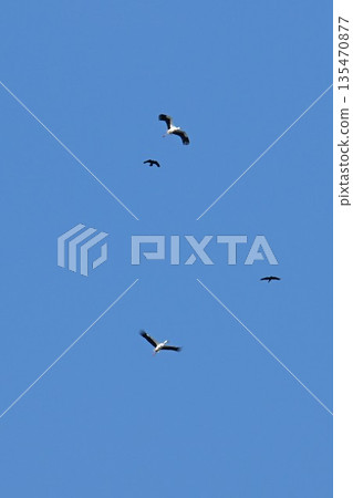 鸛鳥，這些“帶來幸福的鳥兒”，飛抵伊丹市小池公園。 135470877