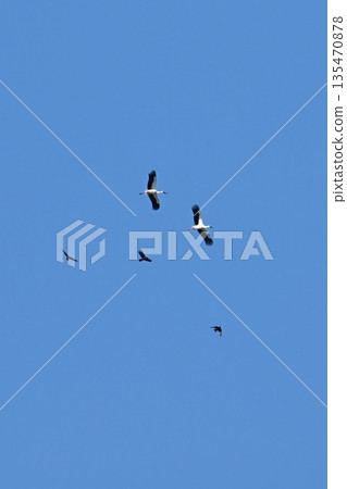 Storks, the "birds that bring happiness," arrive at Itami City's Koyoike Park Storks, the "birds that bring happiness," arrive at Itami City's Koyoike Park 135470878