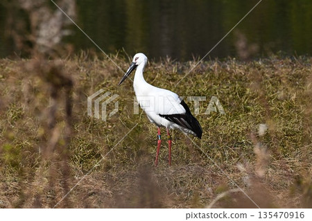 鸛鳥，這些“帶來幸福的鳥兒”，飛抵伊丹市小池公園。 135470916