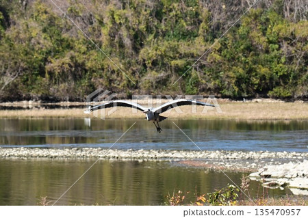 鸛鳥，這些“帶來幸福的鳥兒”，飛抵伊丹市小池公園。 135470957