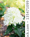 White Skyfall Hydrangea in Full Summer Bloom 135471099