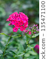 Red Riding Hood phlox vibrant pink flower 135471100