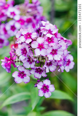 Phlox Dragon variety flowering in green garden Phlox Dragon variety flowering in green garden 135471101