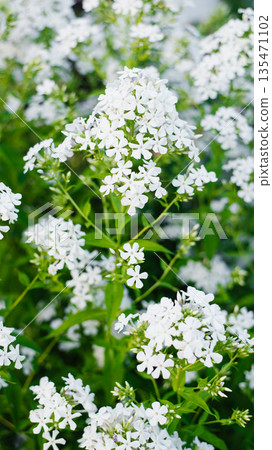 White garden phlox blooming in sunlight 135471102