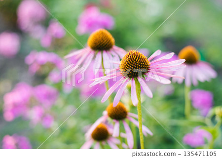 Closeup of purple coneflower outdoors 135471105