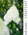 Fluffy White Hydrangea Polar Bear Flower Cone Blooming 135471107