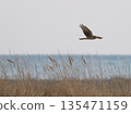 一隻北鷂在冬季飛越沿海沼澤地。 135471159