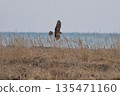 一隻北鷂在冬季飛越沿海沼澤地。 135471160