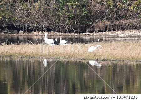 鸛鳥,這些“帶來幸福的鳥兒”,飛抵伊丹市小池公園。 鸛鳥,這些“帶來幸福的鳥兒”,飛抵伊丹市小池公園。 135471233