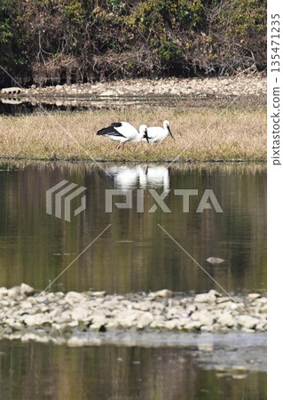 Storks, the "birds that bring happiness," arrive at Itami City's Koyoike Park Storks, the "birds that bring happiness," arrive at Itami City's Koyoike Park 135471235