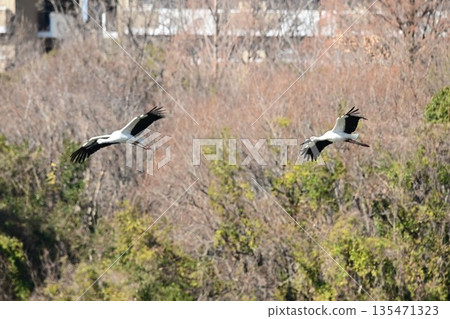 Storks, the "birds that bring happiness," arrive at Itami City's Koyoike Park Storks, the "birds that bring happiness," arrive at Itami City's Koyoike Park 135471323