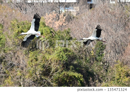 鸛鳥,這些“帶來幸福的鳥兒”,飛抵伊丹市小池公園。 鸛鳥,這些“帶來幸福的鳥兒”,飛抵伊丹市小池公園。 135471324