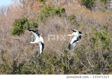 鸛鳥,這些“帶來幸福的鳥兒”,飛抵伊丹市小池公園。 鸛鳥,這些“帶來幸福的鳥兒”,飛抵伊丹市小池公園。 135471327