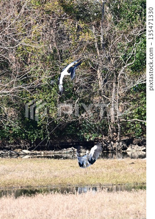 鸛鳥,這些“帶來幸福的鳥兒”,飛抵伊丹市小池公園。 鸛鳥,這些“帶來幸福的鳥兒”,飛抵伊丹市小池公園。 135471330