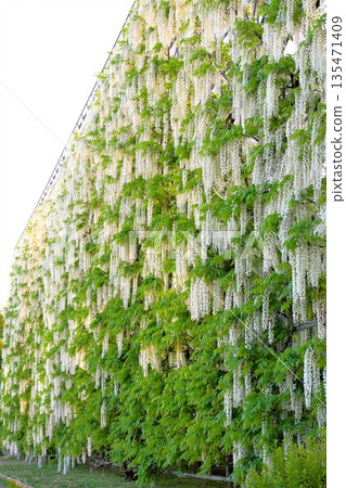Ashikaga Flower Park White Wisteria Trellis Ashikaga Flower Park White Wisteria Trellis 135471409