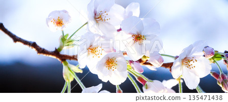 Pink cherry blossoms blooming gracefully in the warm spring light Pink cherry blossoms blooming gracefully in the warm spring light 135471438