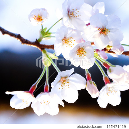 Pink cherry blossoms blooming gracefully in the warm spring light Pink cherry blossoms blooming gracefully in the warm spring light 135471439