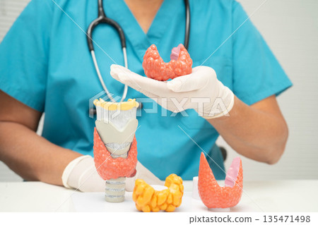 Hyperthyroidism, Overactive Thyroid, Thyroid Lymphoma, Asian doctor with thyroid gland human anatomy model in hospital. Hyperthyroidism, Overactive Thyroid, Thyroid Lymphoma, Asian doctor with thyroid gland human anatomy model in hospital. 135471498