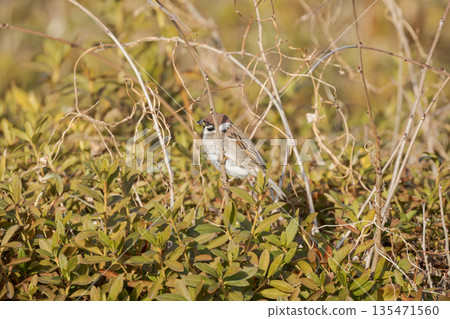 A sparrow perched on a branch, showing its feet and claws A sparrow perched on a branch, showing its feet and claws 135471560