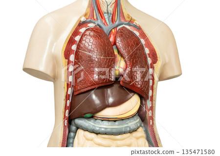 Human lung anatomy organ model isolated on white background. 135471580