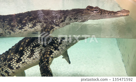 Nile crocodile in the transparent pool of the zoo. Nile crocodile in the transparent pool of the zoo. 135471592