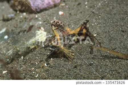 紅斑飛魚 1 紅斑飛魚 1 135471626