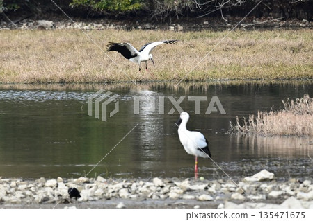 鸛鳥,這些“帶來幸福的鳥兒”,飛抵伊丹市小池公園。 鸛鳥,這些“帶來幸福的鳥兒”,飛抵伊丹市小池公園。 135471675