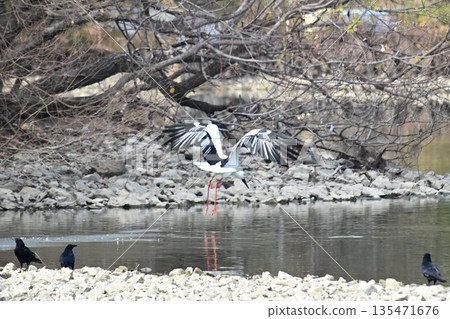 鸛鳥,這些“帶來幸福的鳥兒”,飛抵伊丹市小池公園。 鸛鳥,這些“帶來幸福的鳥兒”,飛抵伊丹市小池公園。 135471676