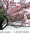  櫻花盛開 135471691
