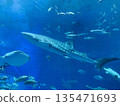 鯨鯊在水族箱游泳 135471693