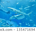 鯨鯊在水族箱游泳 135471694