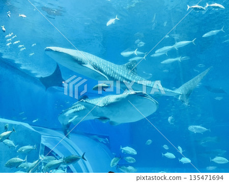 鯨鯊在水族箱游泳 鯨鯊在水族箱游泳 135471694
