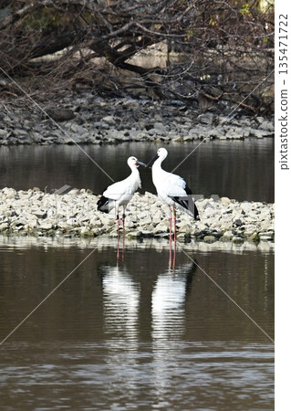 鸛鳥,這些“帶來幸福的鳥兒”,飛抵伊丹市小池公園。 鸛鳥,這些“帶來幸福的鳥兒”,飛抵伊丹市小池公園。 135471722