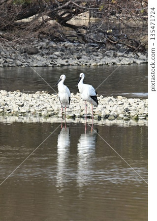 Storks, the "birds that bring happiness," arrive at Itami City's Koyoike Park 135471724