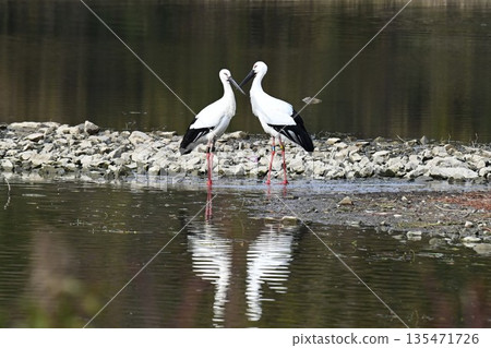Storks, the "birds that bring happiness," arrive at Itami City's Koyoike Park 135471726