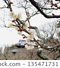 梅花開始綻放 135471731