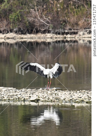 Storks, the "birds that bring happiness," arrive at Itami City's Koyoike Park Storks, the "birds that bring happiness," arrive at Itami City's Koyoike Park 135471757