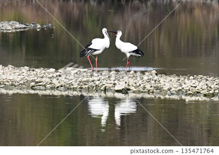Storks, the "birds that bring happiness," arrive at Itami City's Koyoike Park 135471764