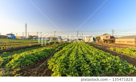 Miura Peninsula's famous cabbage and radish fields Miura Peninsula's famous cabbage and radish fields 135471828