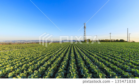 Miura Peninsula's famous cabbage and radish fields 135471838