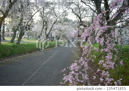 Yamaguchi Prefecture Tokusa Hachiman Shrine Cherry Blossoms Yamaguchi Prefecture Tokusa Hachiman Shrine Cherry Blossoms 135471855