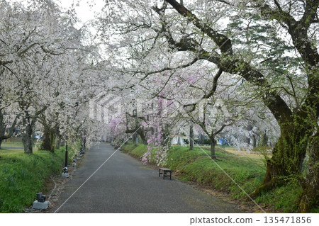 山口縣德總八幡神社櫻花 山口縣德總八幡神社櫻花 135471856