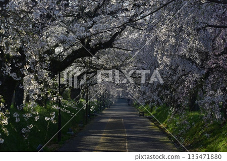 Yamaguchi Prefecture Tokusa Hachiman Shrine Cherry Blossoms Yamaguchi Prefecture Tokusa Hachiman Shrine Cherry Blossoms 135471880