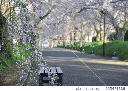 Yamaguchi Prefecture Tokusa Hachiman Shrine Cherry Blossoms 135471886