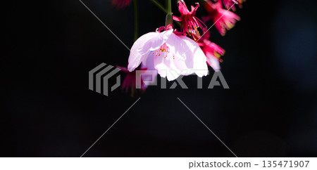 A single pink cherry blossom petal on a black background 135471907