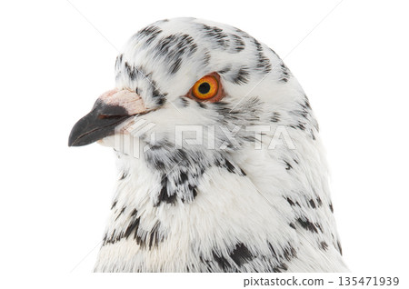 portrait dove similar to dalmatians in color scheme isolated on white background 135471939