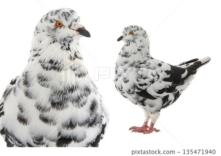 dove isolated on white background dove isolated on white background 135471940