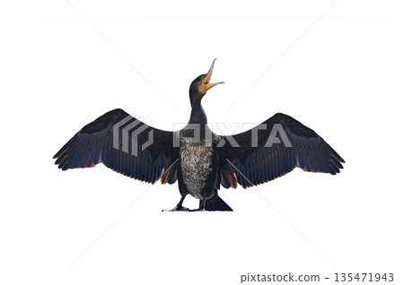 cormorant with spread wings isolated on white background 135471943