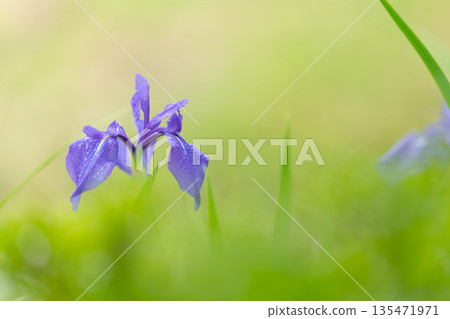 Purple early summer flowers background image 135471971