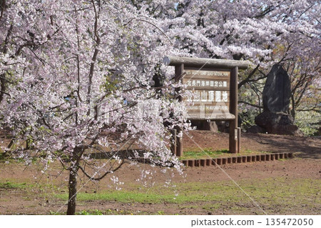 山口縣，山口縣，笠山山頂公園，櫻花，春天 135472050